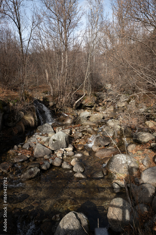 custom made wallpaper toronto digitalriver in the forest