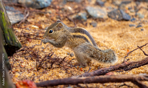 Photography Chipmunk against the backdrop of tropical nature