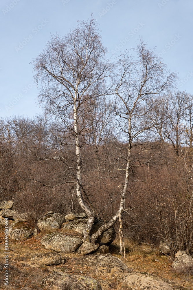 custom made wallpaper toronto digitaldead tree in the forest
