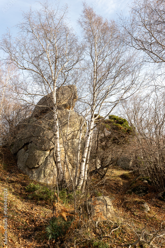 custom made wallpaper toronto digitaldead tree in the mountains