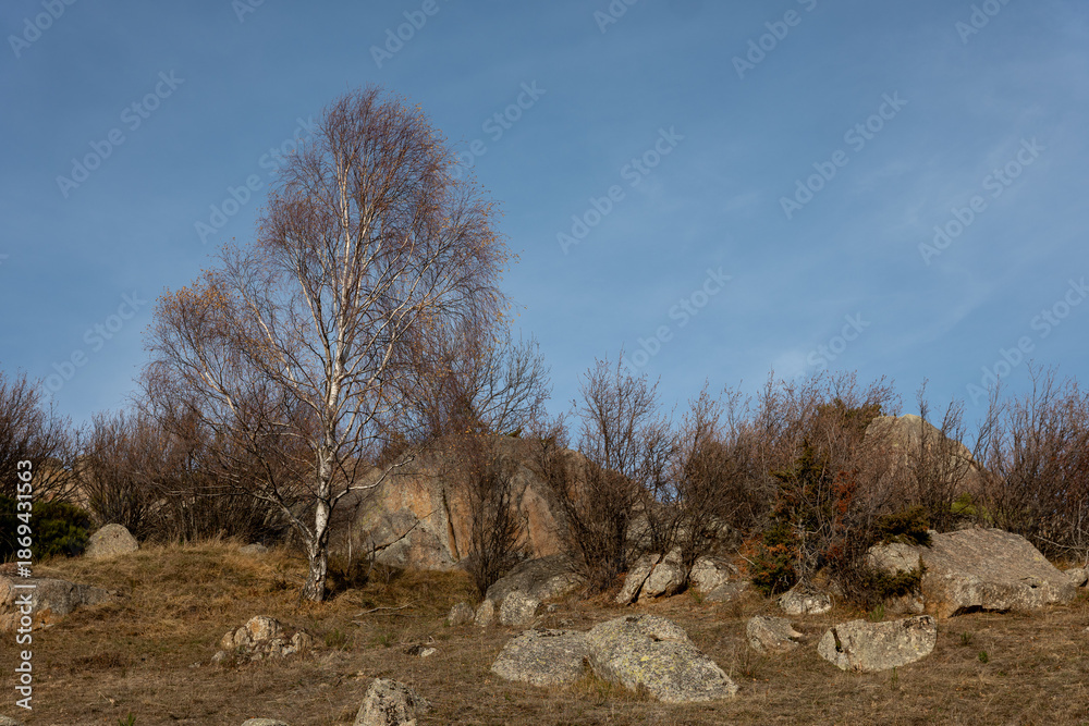 custom made wallpaper toronto digitaldead tree in the forest