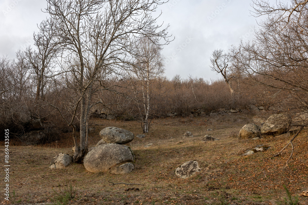 custom made wallpaper toronto digitaldead tree in the desert