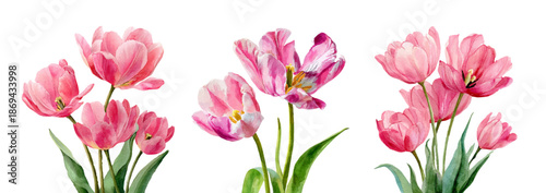 Watercolor pink tulip illustration with realistic spring blooms. Isolated floral botanical art perfect for Easter, March celebrations, vintage wedding designs, and seasonal decor projects. 