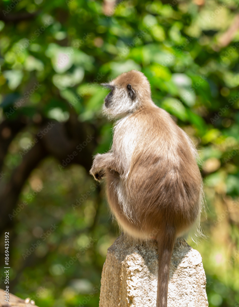Fototapeta premium Gray hanuman langurs on a tree. Monkeys in the wild in the jungles of Sri Lanka. Troop of monkeys on trees. Wildlife scene with wild animals.
