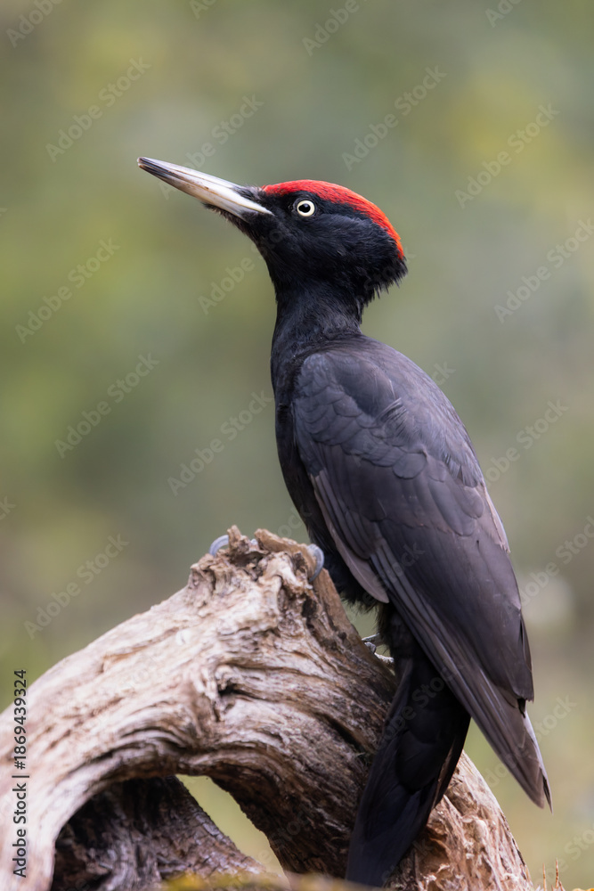 Obraz premium Black Woodpecker