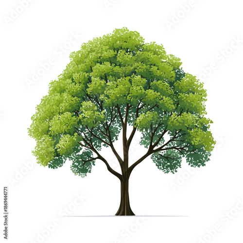 Plane Tree — flat 2D vector artwork created in a clean, modern, and minimal style on white background.