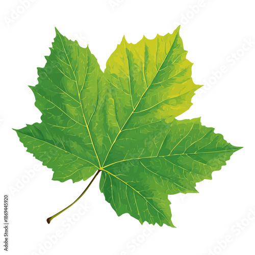Flat 2D minimalist illustration of a Sycamore Leaf, modern vector design with white background.