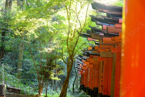 Tori Gate in Kyoto, Japan. 22 June 2025