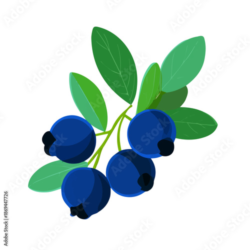 Bilberry — flat 2D vector artwork created in a clean, modern, and minimal style on white background.