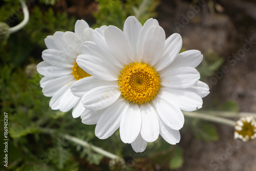 White flowers of oxeye daisy