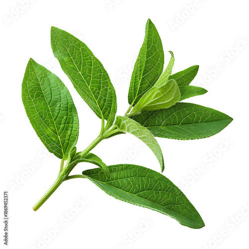 Fresh Lemon Verbena Leaf Single Isolated On Transparent Background