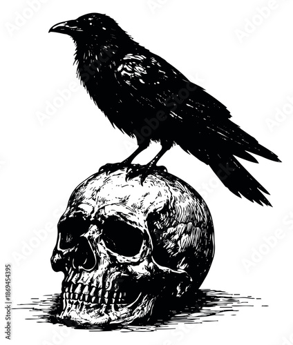 Hand drawn line art illustration of a crow depicting it perched on a human skull for gothic designs
