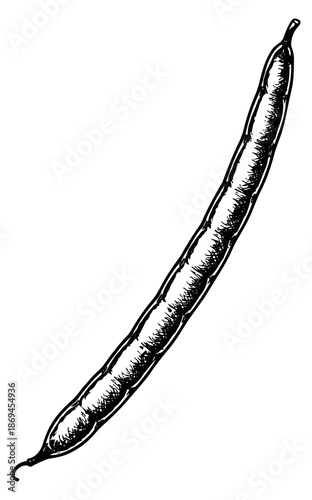 Hand drawn line art illustration of a green bean depicting a fresh pod for healthy cooking