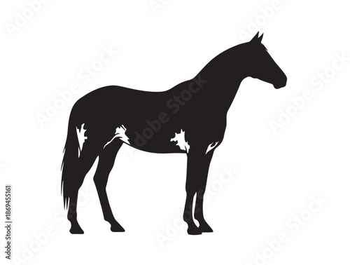 Appaloosa horse in silhouette white background.
