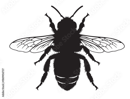 Himalayan Giant Honey Bee in silhouette white background.