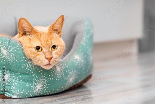 A ginger cat is lying in a bed, place for inscription.