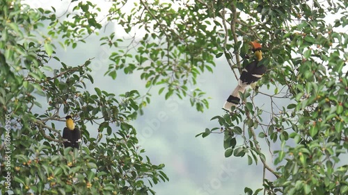 A Great Hornbill is eating ripe fig fruits in the forest.