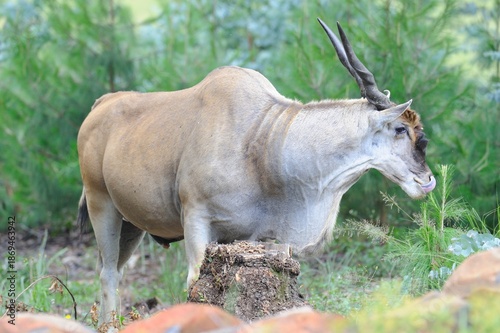 CAPE ELAND (Taurotragus oryx) bull on his own. largest antelope in the world