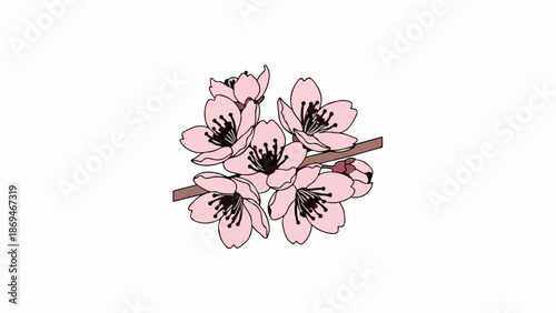 Pink cherry blossoms with dark centers bloom on a brown branch against a white backdrop