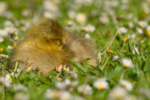 Sleeping greylag gosling resting in spring grass with daisies