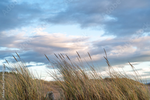 Canvastavla Marram grass at dusk on the dunes at Lossiemouth.