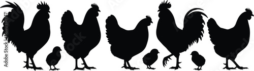 Chicken silhouettes, rooster and hen, poultry vector, farm animals, baby chicks, domestic birds, agriculture design, livestock icons, black silhouettes