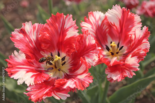 Bee resting on variegated red and white tulips in spring highlighting pollination vibrant blooms and seasonal garden beauty