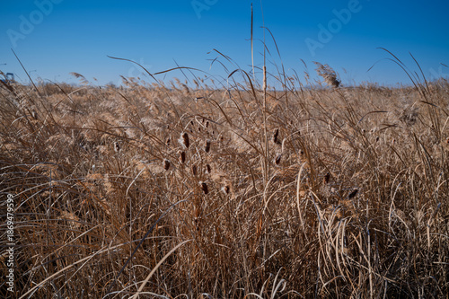 Wallpaper Mural 영종도 부들  Torontodigital.ca