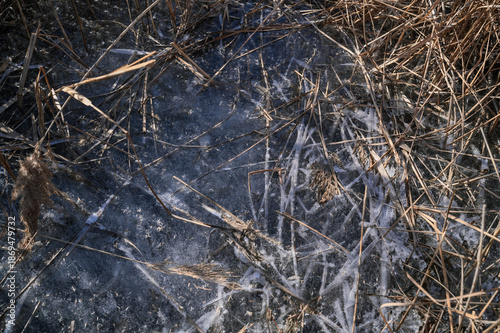 Wallpaper Mural 얼어붙은 갈대 숲 바닥 Torontodigital.ca