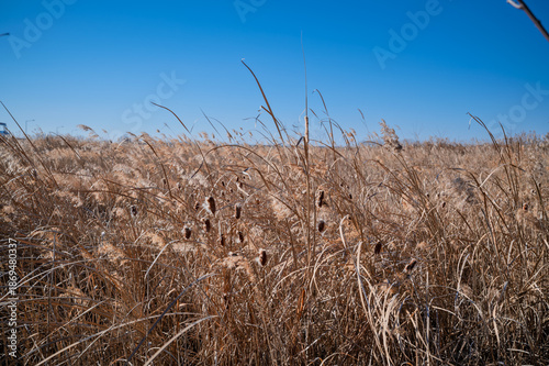 Wallpaper Mural 영종도 부들  Torontodigital.ca