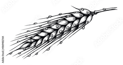 Vintage engraved style cereal crop with glistening water droplets perfect for organic farm advertisements bakery menus and healthy food product packaging