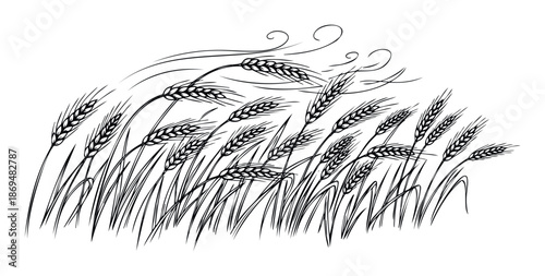 Monochrome line drawing depicting a field of swaying wheat or rye grain with ripe ears, perfect for agricultural branding, food packaging, or rustic farmthemed marketing materials and