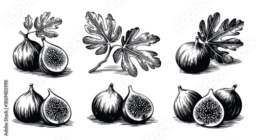 Detailed black and white fig fruit and leaf illustrations presented in a classic woodcut style perfect for organic food packaging, culinary content, or agricultural themed projects.