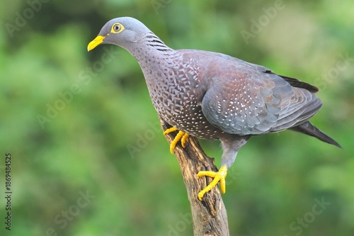 OLIVE PIGEON , aka Rameron Pigeon (Arquatrix columba )