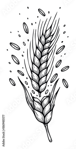 Stylized black and white drawing of a ripe grain ear with individual seeds, ideal for rustic food product labels, organic farm logos, and natural ingredient promotions.