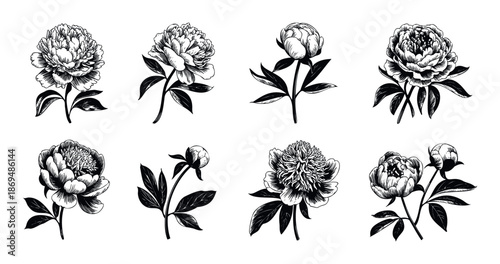 Elegant collection of handdrawn peony flowers and buds in a vintage botanical engraving style perfect for sophisticated branding, textile prints, and wedding invitations.