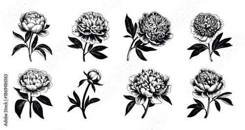 Classic botanical collection of hand drawn peony flowers and buds in an engraved style, perfect for graphic projects, wedding invitations, branding, and decorative print use