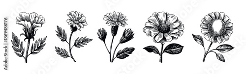A collection of stylized botanical drawings featuring various blooming flowers with foliage, perfect for adding a rustic or natural touch to projects, prints, or product packaging.