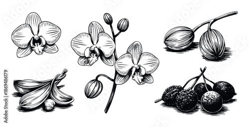 Detailed hand drawn botanical elements featuring graceful orchid flowers and various berries perfect for natural themed branding packaging and decorative printing projects.