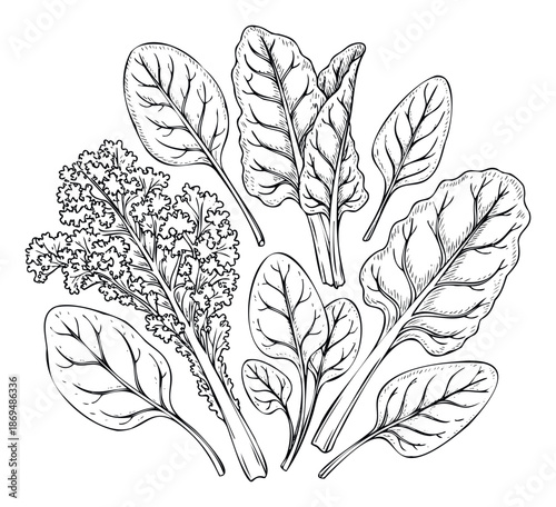 Hand drawn sketch of various fresh leafy green vegetables like kale, spinach, and chard, perfect for healthy food recipes, diet plans, and grocery store promotions.