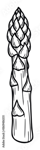 Fresh young asparagus spear featuring tender scales and a vibrant stalk, ideal for culinary publications, healthy lifestyle content, gourmet recipe layouts, and restaurant menu promotions.