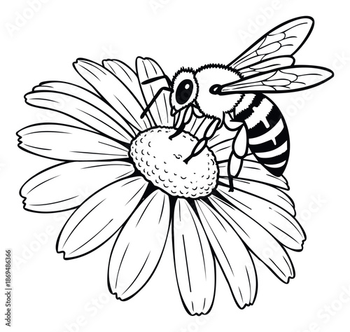 A graphic depiction of a honey bee pollinating a blooming daisy, suitable for environmental awareness campaigns, gardening blogs, or childrens books.