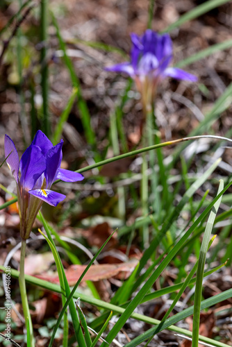 The iris (Iris unguicularis subsp. angustifolia) grows in the mountains close-up