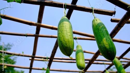 Organic Loofah Gourds Hanging Beneath Bamboo Trellis on a Sunny Day