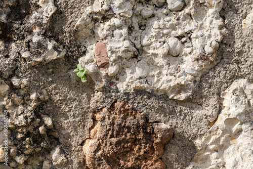 The background natural wall with multi-colored blotches and moss