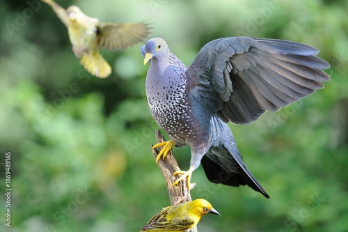 OLIVE PIGEON , aka Rameron Pigeon (Arquatrix columba )   in flight