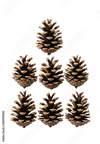 five hyperrealistic macro dried pinecones showing textured scales, earthy browns and grays, vertically isolated on a transparent studio background with copy space. concept of natural organic geometry
