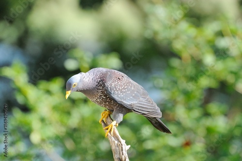 OLIVE PIGEON , aka Rameron Pigeon (Arquatrix columba )   in flight