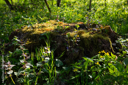 Forest landscape young graas and tree trunk with moss