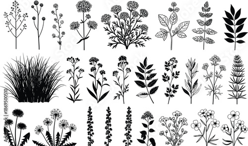 Set of botanical silhouettes, black plants, flowers, herbs, grass, meadow weeds collection, cad drawing flat vector illustration